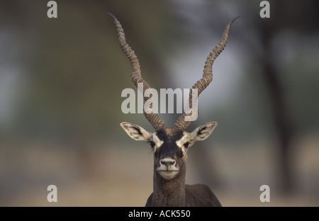 Mâle Antilope cervicapra Blackbuck portrait désert du Thar Rajasthan Inde Banque D'Images