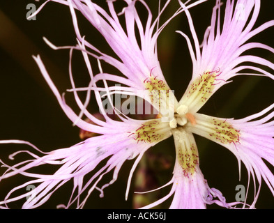 Dianthus superbus rose à franges Bavaria Allemagne Europe Banque D'Images