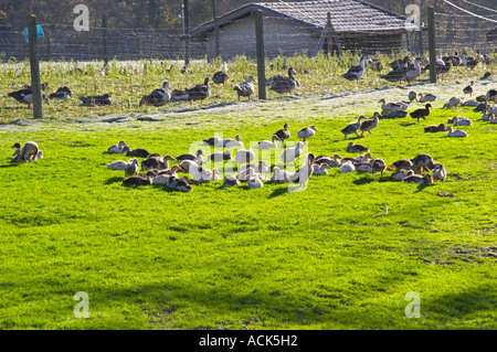 Les canards noirs et blancs à un élevage de canards, conservés à l'extérieur pour le pâturage avant la dernière étape de l'alimentation forcée de faire du foie gras de canard foie. Ferme de Biorne ferme du canard et pintade Dordogne France Banque D'Images