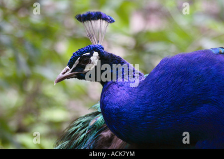 Peacock Close up. Banque D'Images