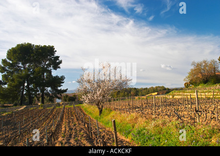 Vue sur le vignoble au printemps, vignes en cordon Royat, formation avec un amandier en fleur. Mourvèdre Domaine de la Banque D'Images