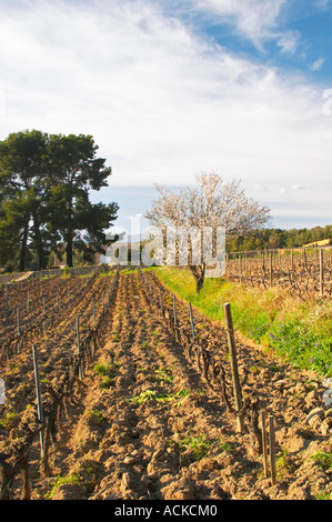 Vue sur le vignoble au printemps, vignes en cordon Royat formation avec un amandier en fleur. Mourvèdre le domaine de la Tour du Bon Le Castellet Bandol Var Cote d'Azur France Banque D'Images