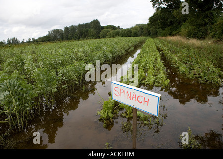 Les récoltes endommagées sur Medley Manor Choisissez votre propre ferme appartenant à Charlie Gee à Oxford Oxford 2007 inondation Juillet Banque D'Images