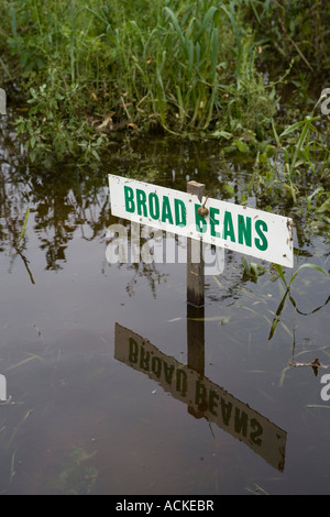 Les récoltes endommagées sur Medley Manor Choisissez votre propre ferme appartenant à Charlie Gee à Oxford Oxford 2007 inondation Juillet Banque D'Images