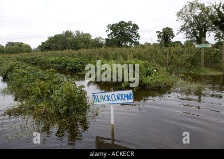 Les récoltes endommagées sur Medley Manor Choisissez votre propre ferme appartenant à Charlie Gee à Oxford Oxford 2007 inondation Juillet Banque D'Images