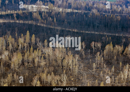 Komsomolsk Russie Juin 2007 Suite d'un incendie de forêt dans une région éloignée de la forêt de la taïga sibérienne Banque D'Images