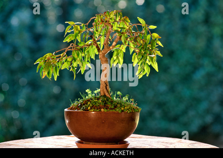 Un bonsaï arbre sur une table. Banque D'Images