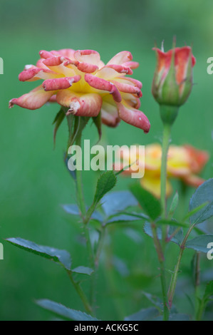 Jaune et rose roses dans le jardin sur le fond vert Banque D'Images