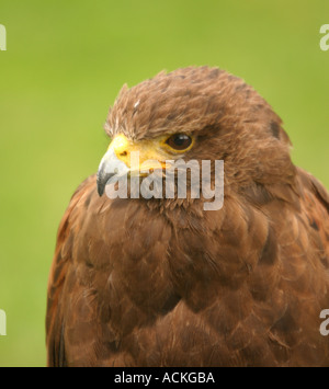 Les jeunes Golden Eagle Banque D'Images