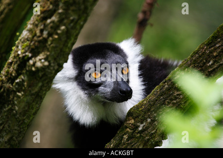 Noir et blanc la gélinotte lemur le varecia variegata Banque D'Images