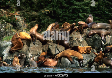 otaries stellaires, seward, alaska états-unis amérique du nord Banque D'Images