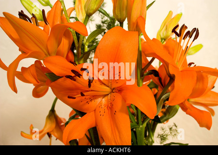 Lily hybrides Lilium Banque D'Images