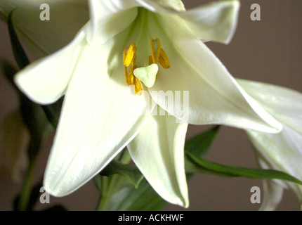 Le Madonna Lily Lilium candidum étamines blanc hybride feuilles vertes Banque D'Images