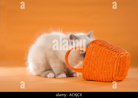 Chat Sacré de Birmanie - recherche chaton dans un panier Banque D'Images