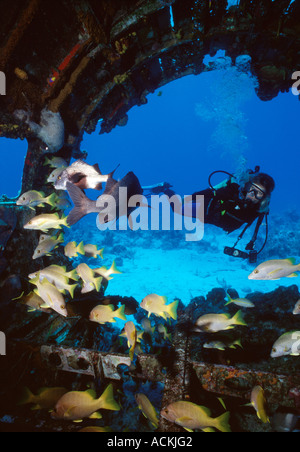 South Caicos Turks Caicos divesite avion femme nageant dans l'extrémité arrière du cockpit ouvert avec la scolarisation dans le poisson Banque D'Images