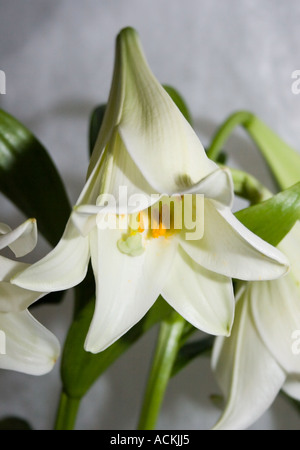 Lily white candidum seule fleur La Madonna Lily Banque D'Images