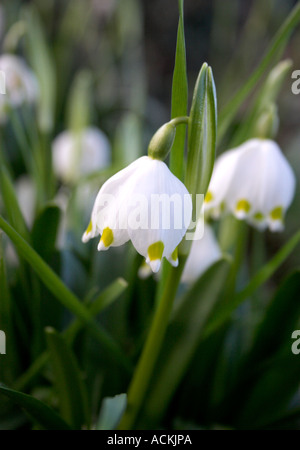 Amaryllidaceae Leucojum aestivum famille Snowdrop Flocon Banque D'Images