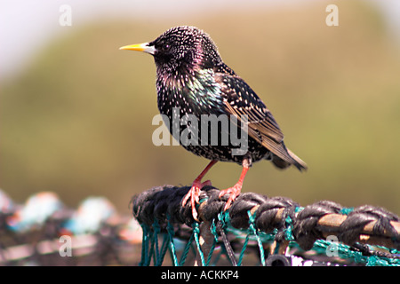 Sansonnet Sturnus vulgaris mâle assis noir avec marquage moucheté blanc et bec jaune assis sur lobster pot Banque D'Images