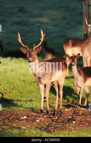 Cerf Daim Dama dama Raby Castle County Durham (photographié à partir de la voie publique) Banque D'Images