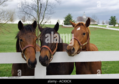 Curieux Trio de chevaux pur-sang dans l'Donamire Horse Farm, près de Lexington, Kentucky Banque D'Images