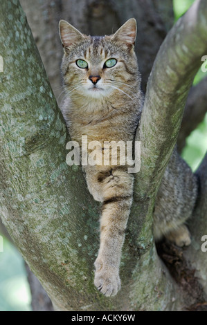 Chat Tigré gris alerte détente sur Branche de l'arbre d'érable rouge Banque D'Images