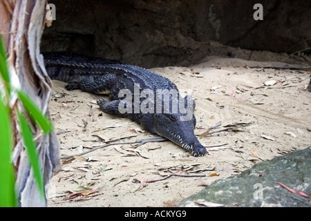 Crocodile d'eau douce australien Taranga zoo Sydney NSW State of New South Wales, Australia Banque D'Images