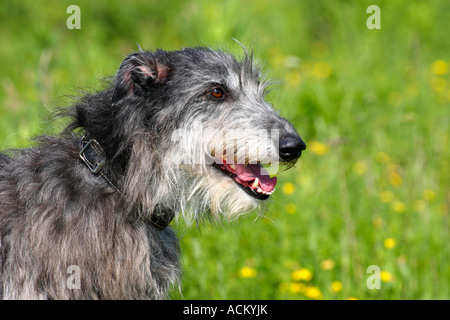 Scottish Deerhound Banque D'Images