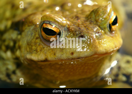 Gros plan de la tête de grenouille crapaud orange avec les yeux Banque D'Images