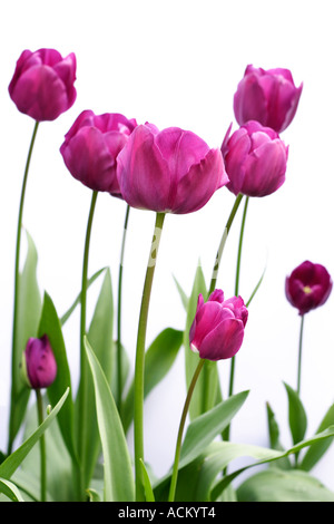 Vue latérale des tulipes violet sur un fond blanc. Banque D'Images