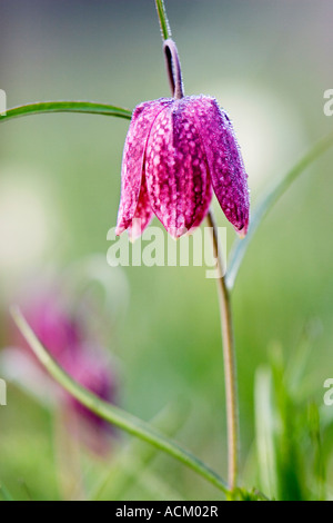 Fritillaria meleagris. Tête de serpents fritillary fleurs sauvages dans la campagne anglaise. Au nord, l'Angleterre de Cricklade, Meadow Banque D'Images