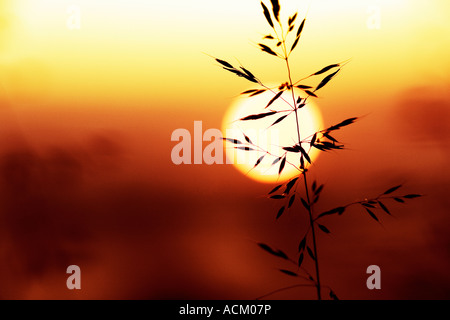 Tige d'herbe unique contre un coucher de soleil dans la campagne anglaise Banque D'Images