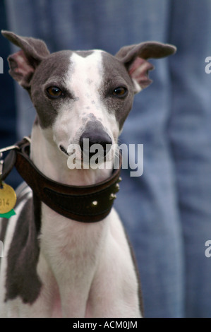 Salon International de la race de chien à Banska Bystrica, Slovaquie, portrait de chien Banque D'Images