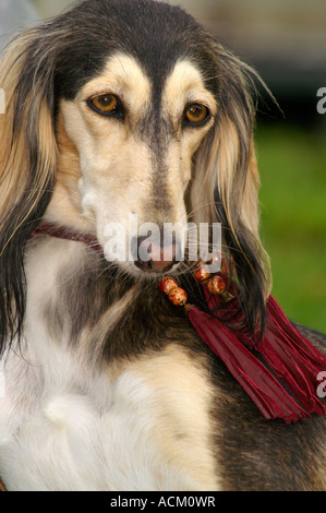 Salon International de la race de chien à Banska Bystrica, Slovaquie, portrait de chien saluki Banque D'Images