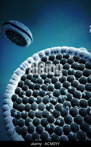 Lipoprotéines, illustration. C'est une lipoprotéine de basse densité