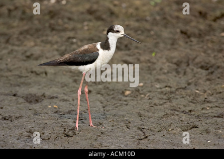 BLACK necked Stilt Himantopus mexicanus Banque D'Images