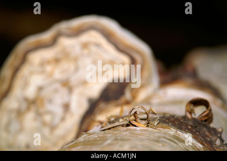 Poryphora champignon poussant sur le bois mort dans la forêt sombre Banque D'Images