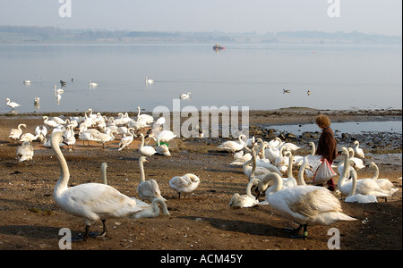 Woman feeding Swans tôt le matin à Essex Mistley Banque D'Images