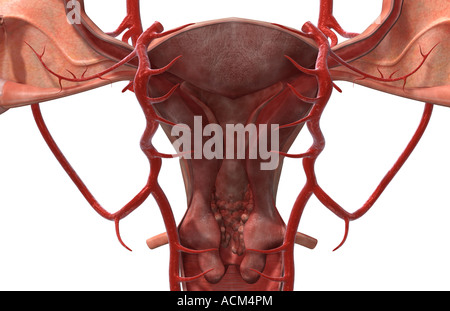 Les artères du système reproducteur féminin Banque D'Images