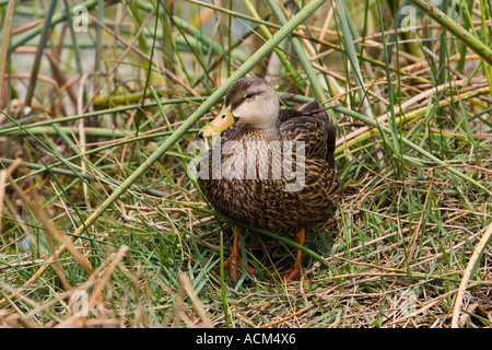 Canard Anas fulvigula florida tacheté Banque D'Images