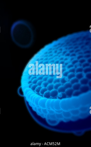 Les lipoprotéines de faible densité Banque D'Images