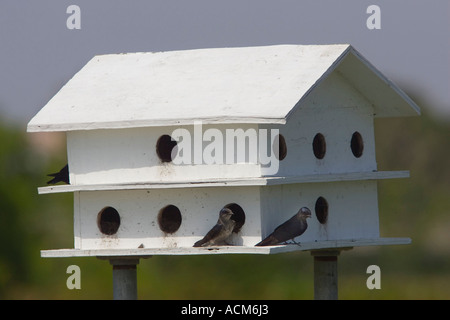 Purple martin Progne subis à l'aide de l'homme a fait des nichoirs en floride Banque D'Images