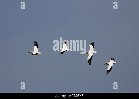 Pélicans d'Amérique Pelecanus erythrorhynchos flying Banque D'Images