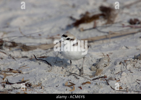 Gravelot snowy Plover Charadrius appelé alexandrinus occidentalis en Amérique Florida Beach Banque D'Images