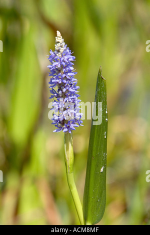 Mauvaises herbes brochet Pontédérie Pontederia cordata Florida Banque D'Images