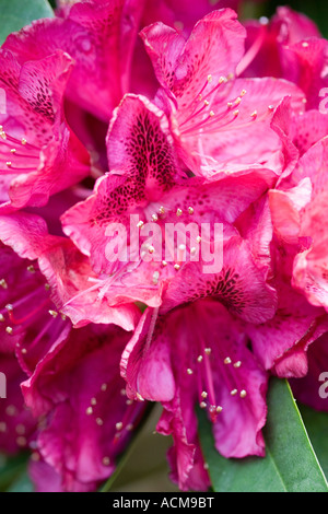 Rhododendron Banque D'Images