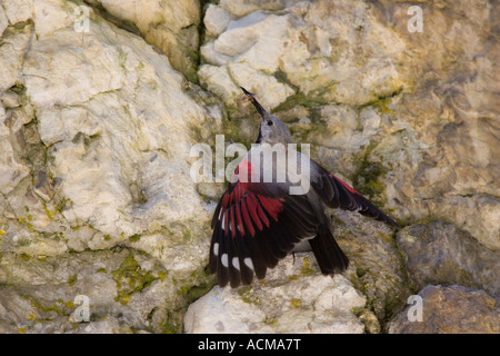 Wallcreeper mâle avec ailes déployées sur falaise dans la Gorge de Trigrad, Bulgarie Banque D'Images