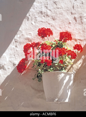 Andalousie Espagne fleurs en pot contre un mur blanc Banque D'Images