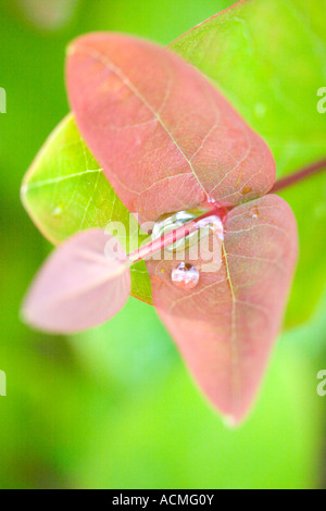 Gouttes de pluie sur les feuilles d'un Millepertuis (Hypericum) Banque D'Images
