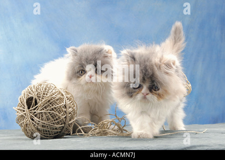 Deux chatons persan avec filetage Banque D'Images