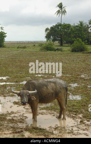 Ox debout dans la flaque Banque D'Images